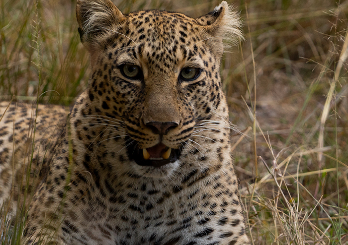 Leopard Fotografie Afrika