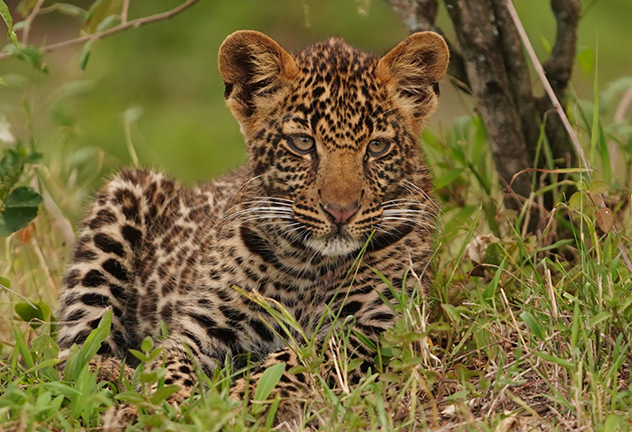 Leopard Jungtier Fotografie Afrika